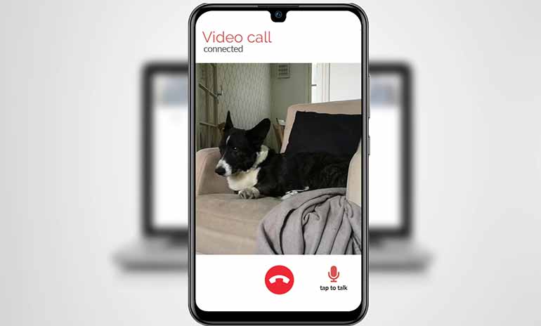 Screenshot of the video call to your dog