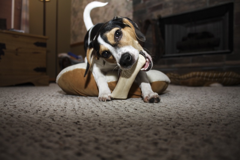 Dog chewing bone