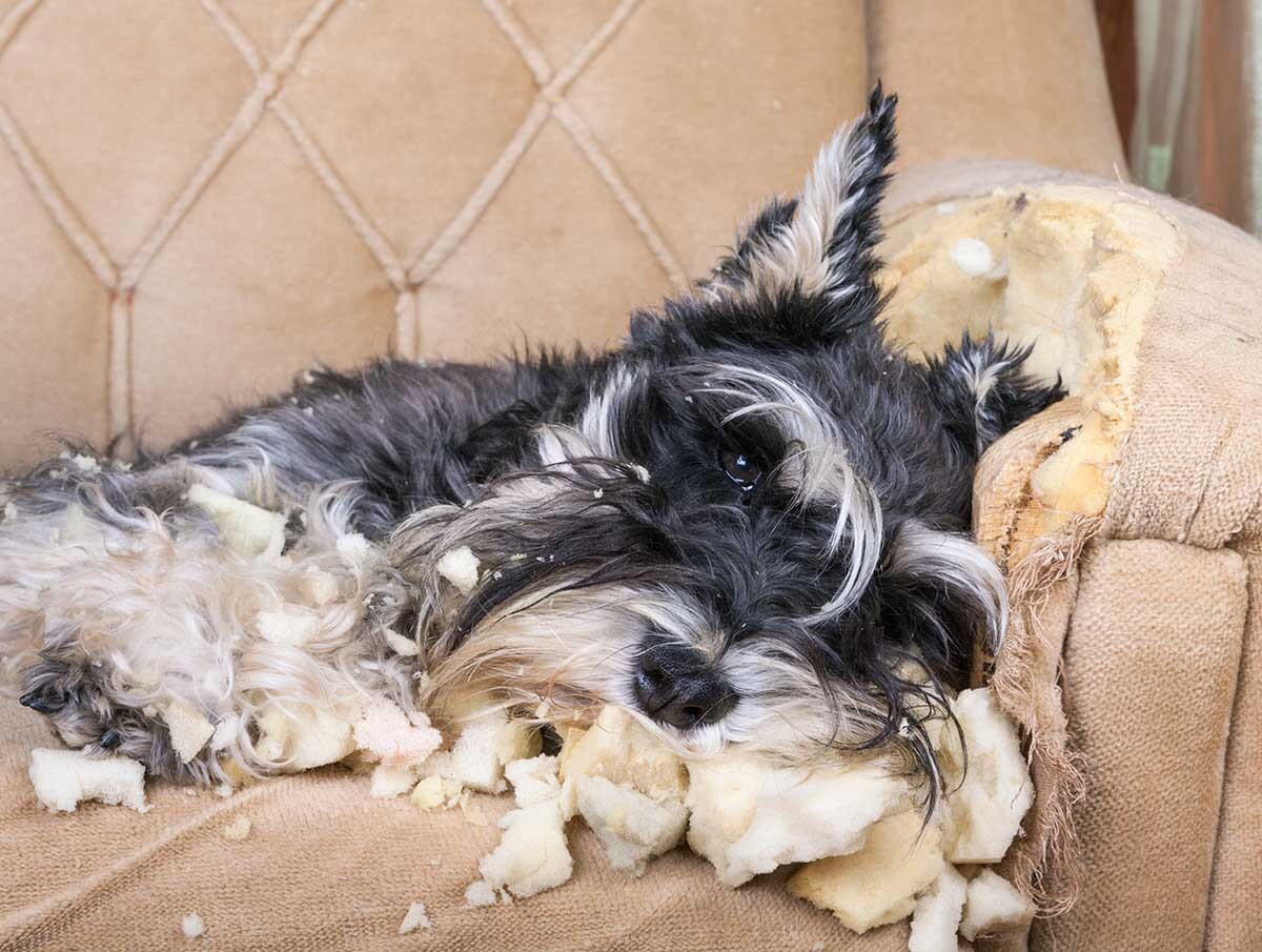 Dog on a torn couch