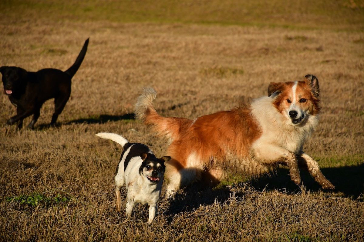 Three dogs playing