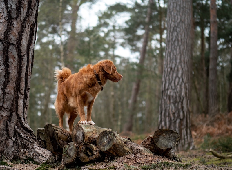 Hund som står uppmärksamt i en skog