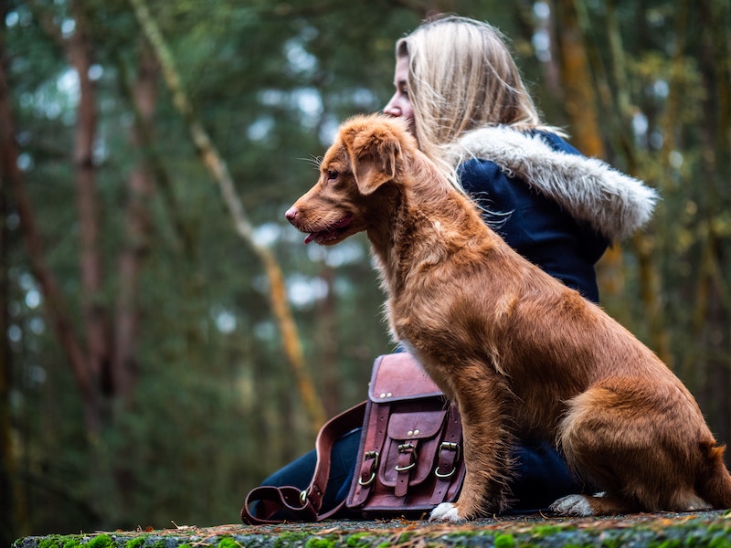 Dog in forest with a woman