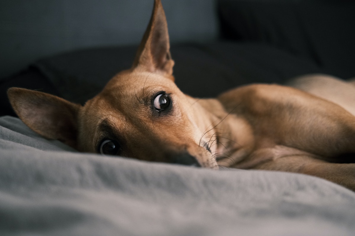 a laying dog