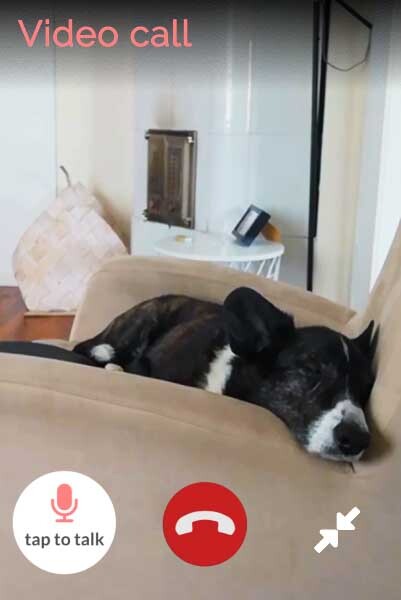 Video connection to home using Digital Dogsitter