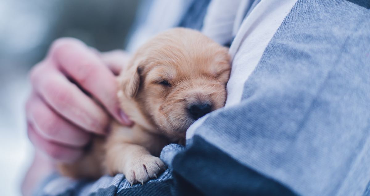 Puppy in arms
