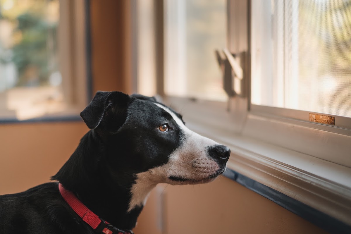 Ikkunasta ulos katsova koira