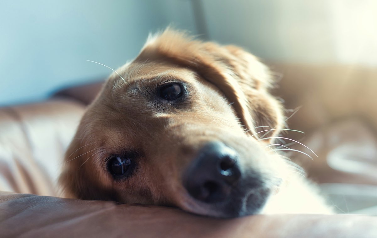 ソファーでくつろぐ犬