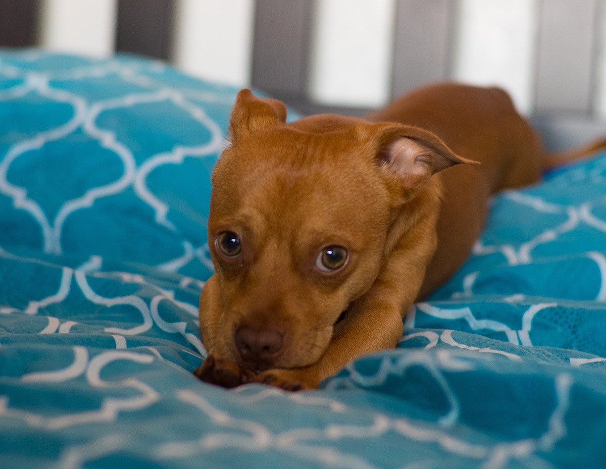 Perro descansando plácidamente en una cama