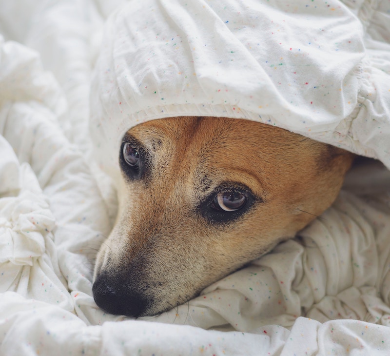 Dog in sheets