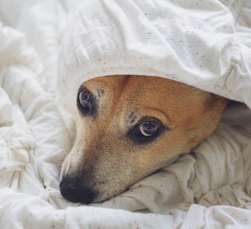 シーツの中でリラックスする犬