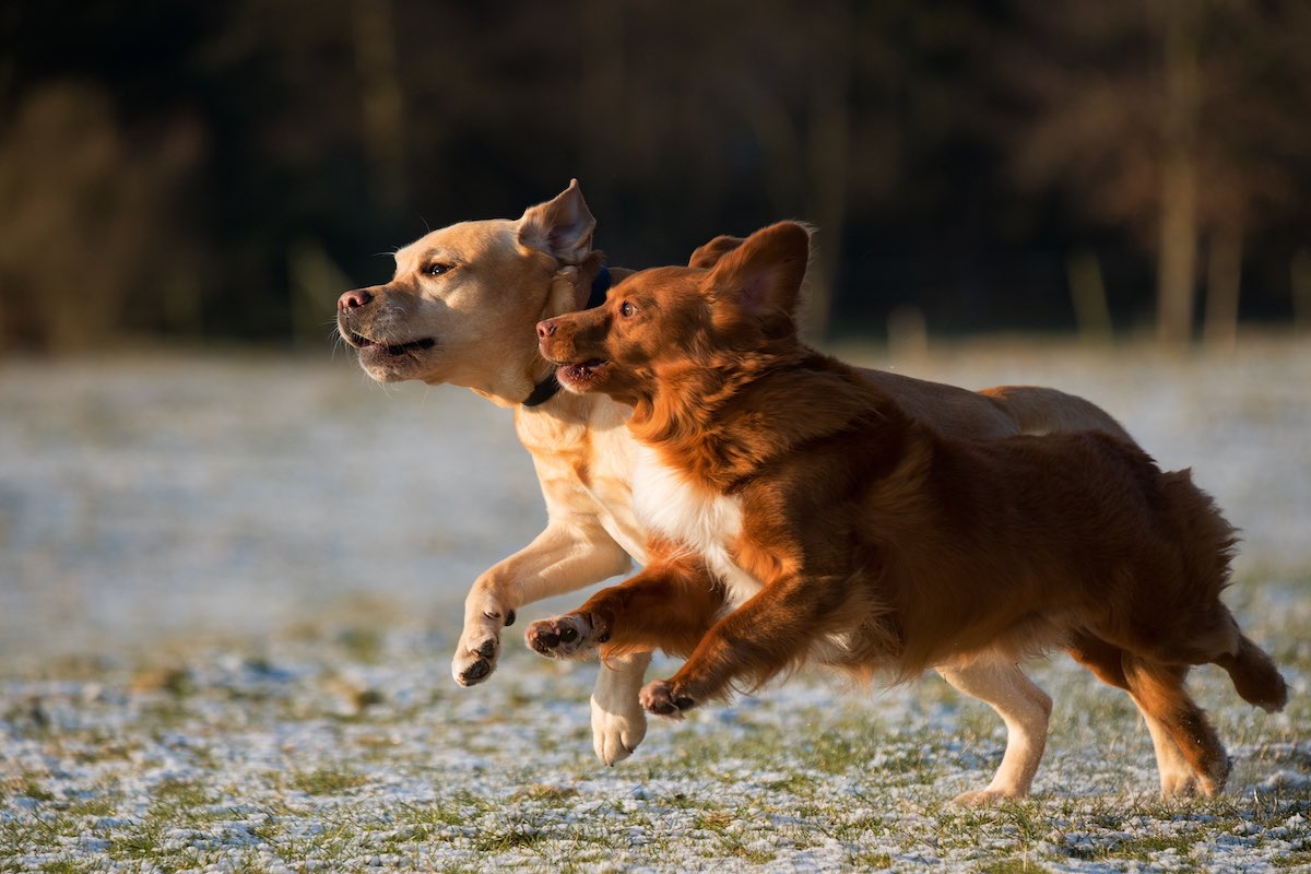 Two dogs together