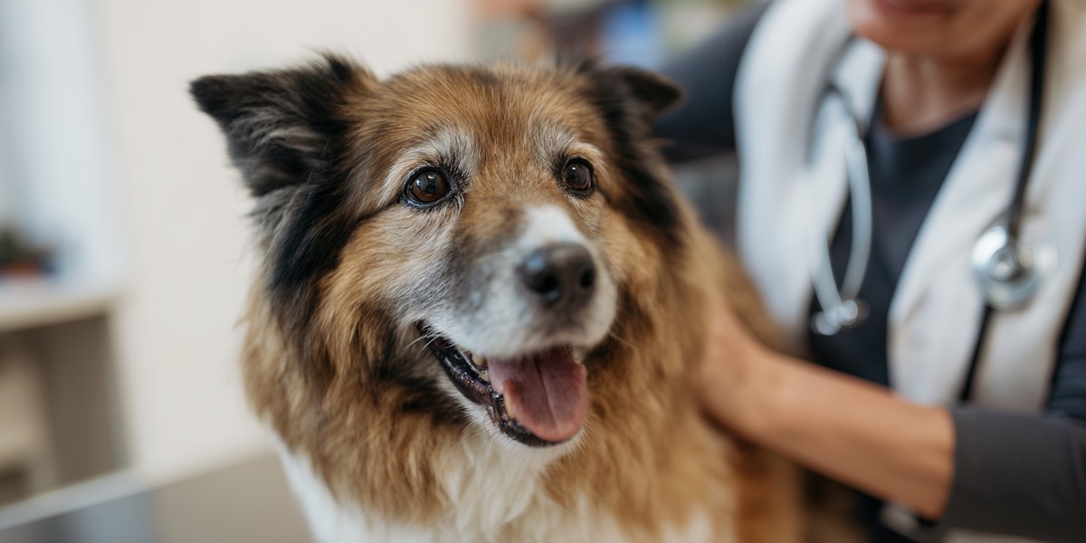 dog at a veterinary appointment